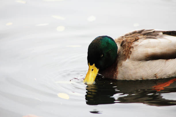 A Mallard duck in a pond at Beacon Hill Park.