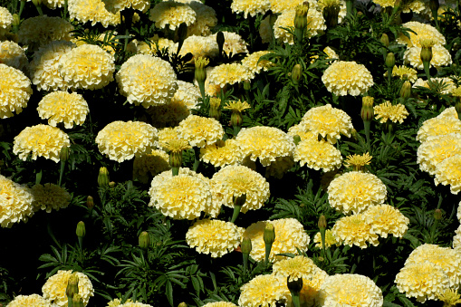 A bunch of yellow marigold flowers