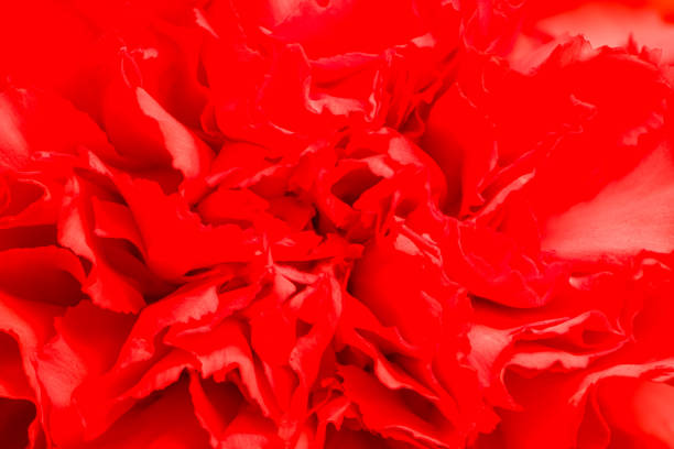 Macro of red blooming carnation with deep details