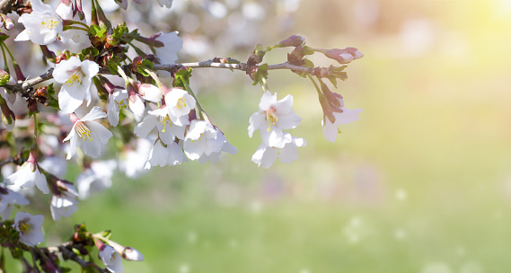 Small white flowers close-up on background with blurred lights. Spring banner, sunbursts and glare, green background, space for copy, text and advertising