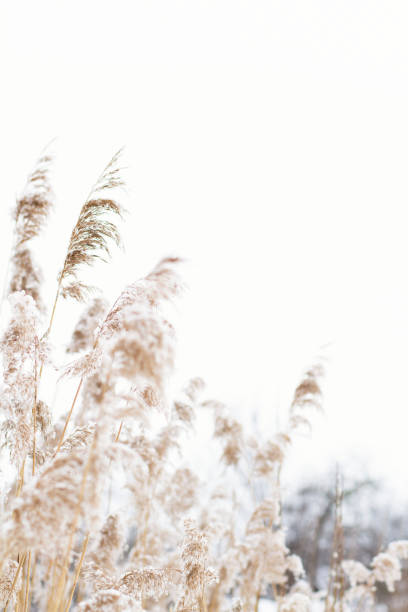 Pampas grass is dusted with snow, standing out against a softly blurred winter backdrop, evoking a peaceful and cold atmosphere in the quiet landscape.