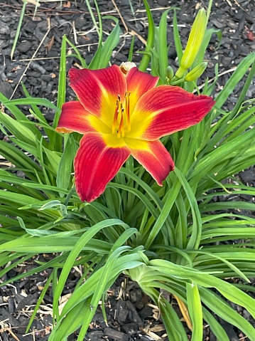 Ruby Spider Daylily