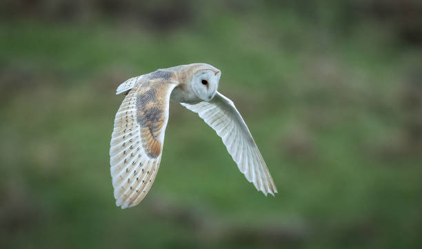 istock Barn Owl (Tyto alba) in flight over a field. Bempton Cliffs, Yorkshire , UK. 2028045581