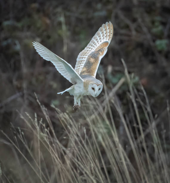 istock Barn Owl (Tyto alba) in flight over a field. Bempton Cliffs, Yorkshire , UK. 2028045583