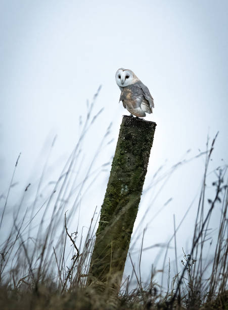 A portrait of a Barn Owl (Tyto alba) perched on a post, Bempton Cliffs, Yorkshire , UK.