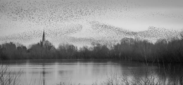 istock A starling (Sturnus vulgaris) murmuration in evening light over Marden Church, Herefordshire. 2028045601