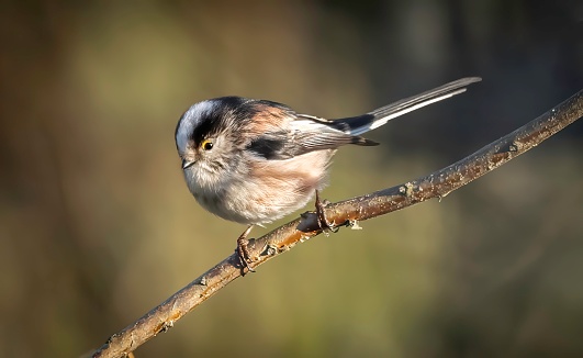 this tiny insectivorous tit is only 13-15cm in length and is often seen in flocks.