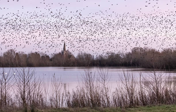 istock A starling (Sturnus vulgaris) murmuration in evening light over Marden Church, Herefordshire. 2028046140