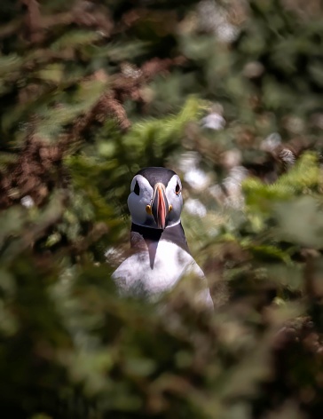 The image was taken on Skomer island, Pembrokeshire.
In 2021 there was a breeding colony of 33,000 puffins, the most seen for 30-40 years.