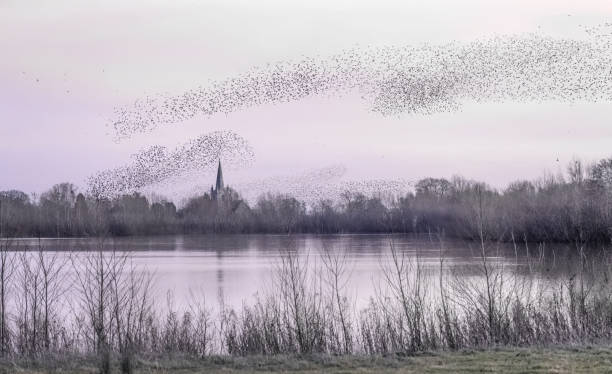 istock A starling (Sturnus vulgaris) murmuration in evening light over Marden Church, Herefordshire. 2028046684