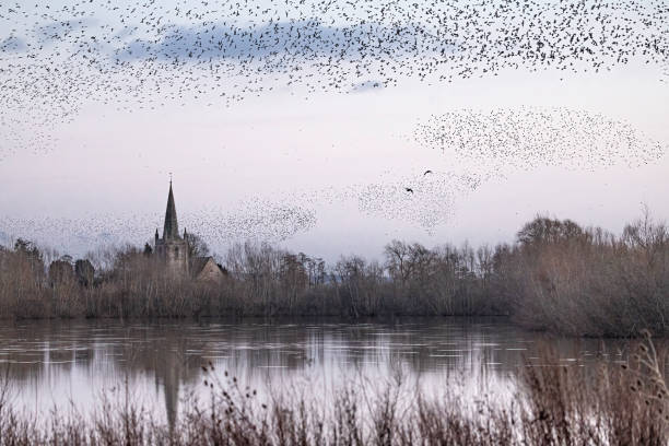 istock A starling (Sturnus vulgaris) murmuration in evening light over Marden Church, Herefordshire. 2028046689