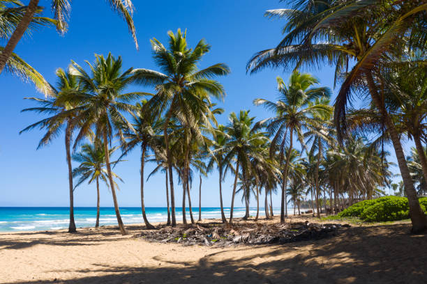 istock Wild tropical beach with palm trees and turquoise caribbean sea 2028070565