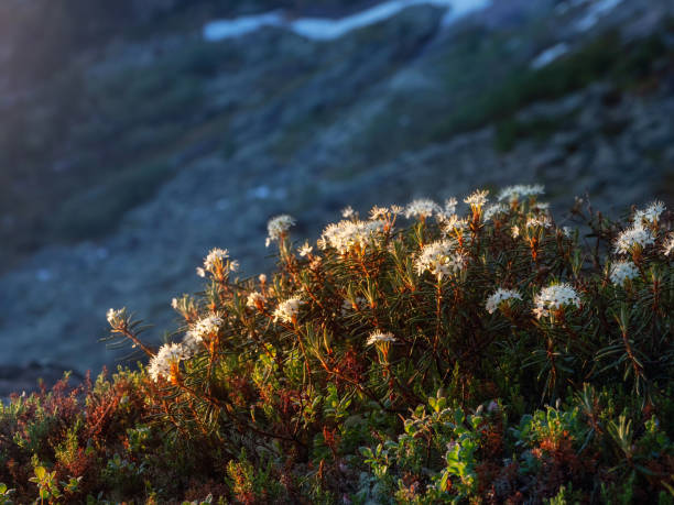Selective focus. The marsh rose blooms in the rays of the setting sun. Bagulnik marsh close-up. Floral natural background.