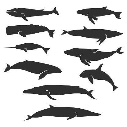 Whales vector set