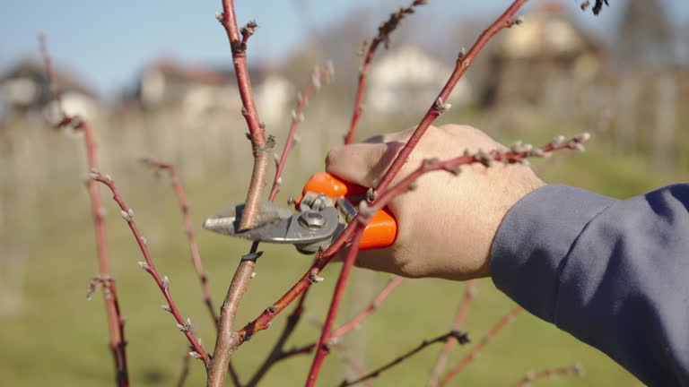 SLO MO Trimming tree branches with pruning shears. Trimming Fruit Trees in Early Spring.