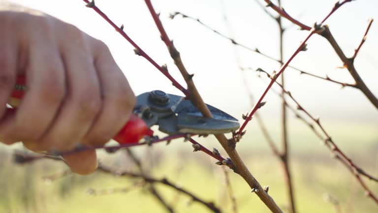 SLOW MOTION Trimming tree branches with pruning shears