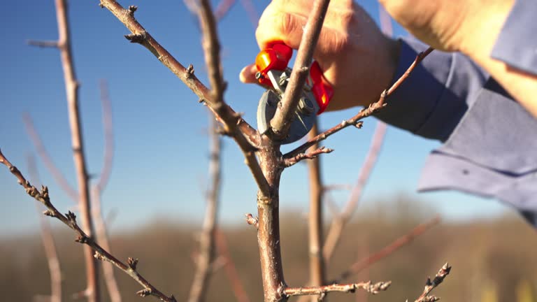 SLO MO Fruit Grower. Using pruning shears to carefully trim and shape tree branches with accuracy. Trimming Fruit Trees in Early Spring