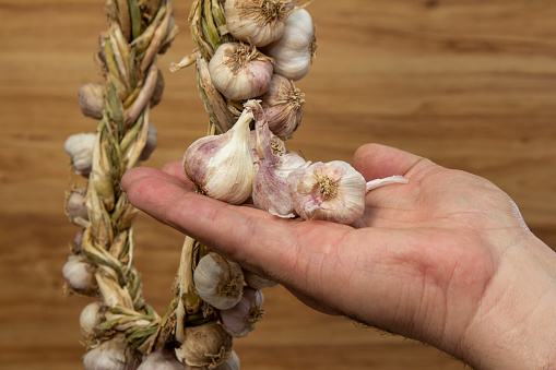 human hands holding garlic braid on old wooden background