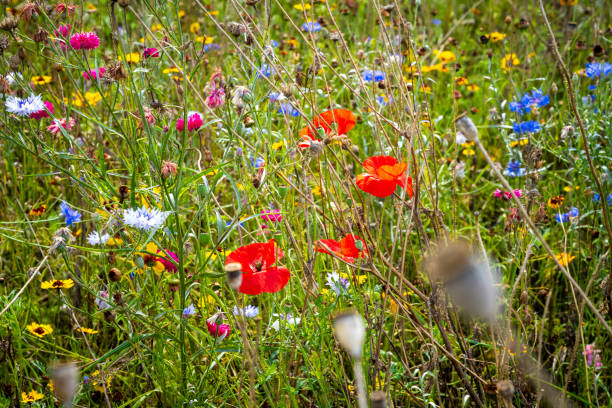istock A very nice wild meadow with blooming flowers 2028092641