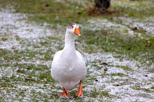 White goose on the meadow covered with snow in winter time.