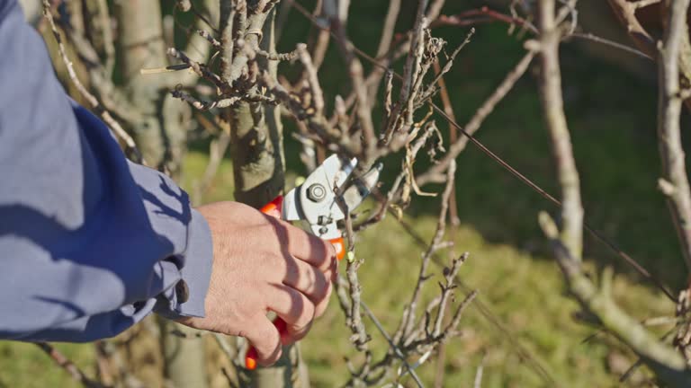 SLOW MOTION Shaping and cutting tree branches using pruning shears