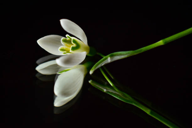 Snowdrop flower bell or galanthus nivalis flower with black background