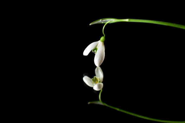 Snowdrop flower bell or galanthus nivalis flower with black background