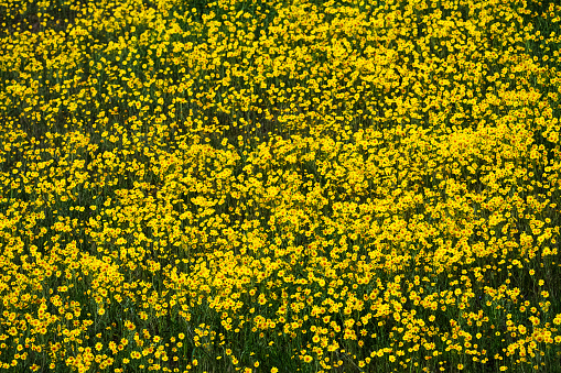 A yellow poppy, native to the local area, grows in the front yard of a Cape Cod home on am early May morning.