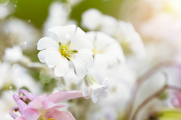 A small, flourishing flower  grass lily in spring in the garden, Poland