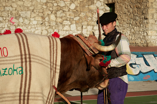 Etxebarri, Basque Country, Spain; 24th of October, 2023. A young farmer getting the bullock cart ready for traditional Christmas celebration in a Basque village