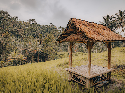 A small prayer hut overlooks a sweeping field of rice and distant rainforest jungle in Bali, Indonesia.