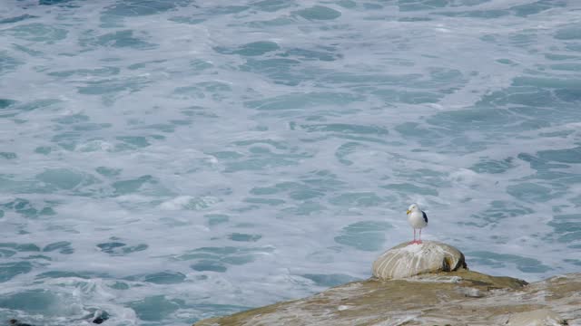 A Seagull, La Jolla Cove, San Diego
