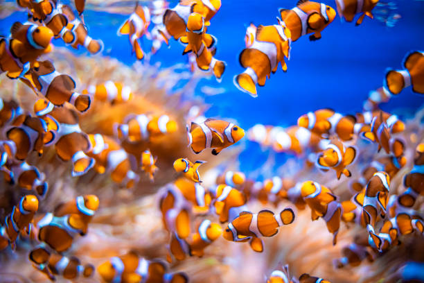 istock Clownfishgroup in the ocean with blue water 2028139248