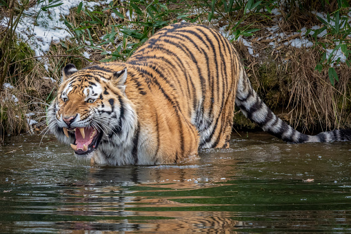 the large tiger enjoying his day in the water at the zoo