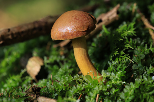 brown mushroom on moss ground
