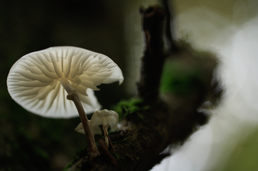 white porcelain agaric mushroom