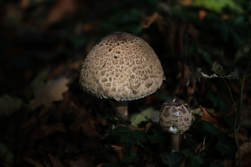 parsol mushroom in partail shade