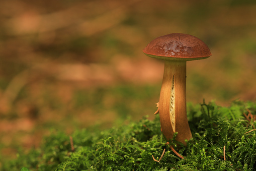 brown boletus mushroom on moss ground
