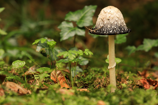 Coprinus comatus ink cap mushroom