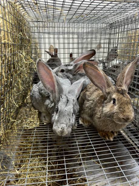 Two gray big rabbit with long ears Two rabbits gray and brown with big ears. day 6 stock pictures, royalty-free photos & images