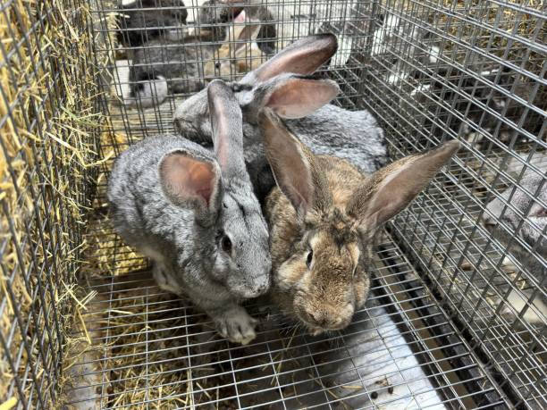 istock Rabbits with big ears sits in a cage. 2028152056