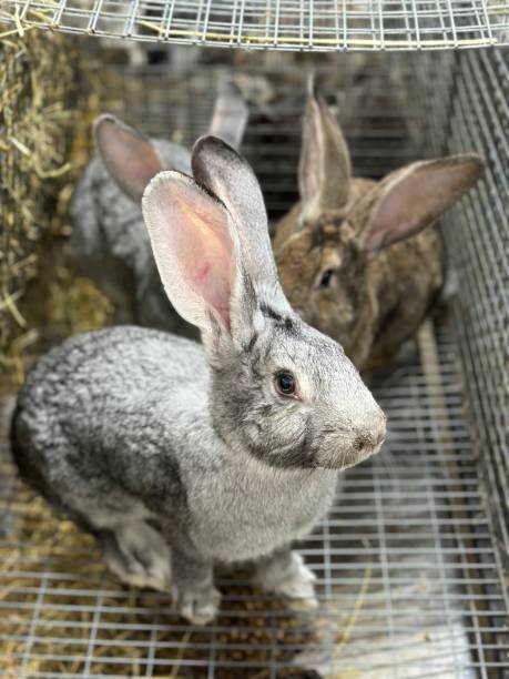 istock A rabbit with big ears in an iron cage. 2028152573