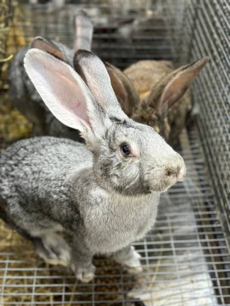 istock Rabbit with big ears on the farm. 2028152577