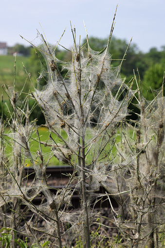 caterpillar spun in a plant