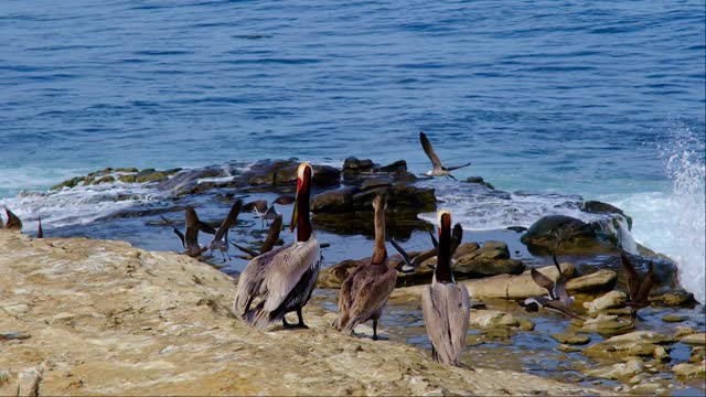Brown Pelicans, La Jolla Cove, San Diego