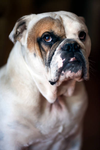 Portrait of a bulldog