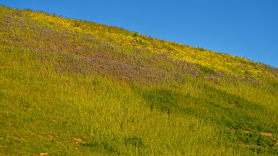 Wildflower on a Hillside along New Idria Road in San Benito County, California