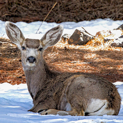 mammal that is very comfortable in the snow. a big deer with big fluffy ears who is very alert and looking right at my camera