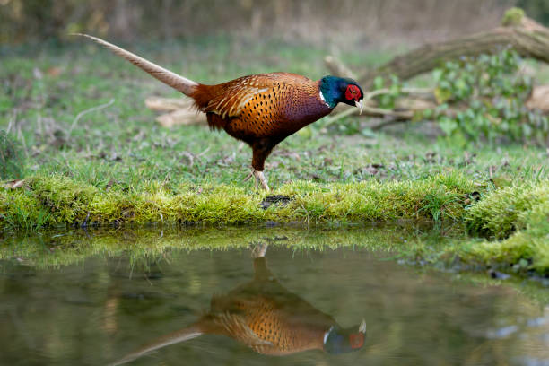 male pheasant mirrored in a pond