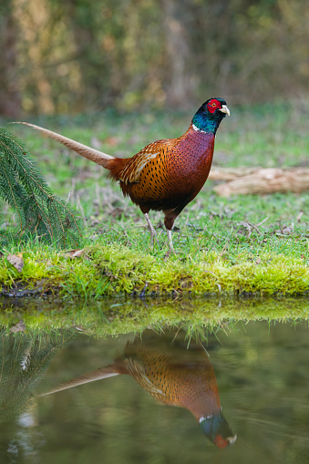 male pheasant mirrored in a pond